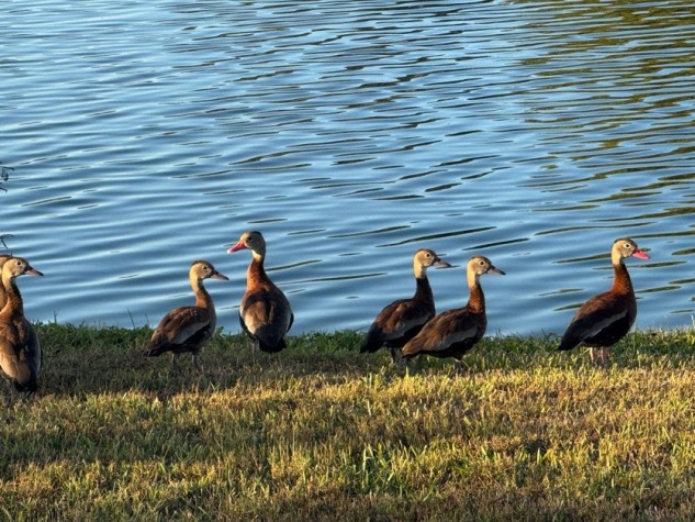 7908 Lakeshore Drive, Ellenton, Florida 34222, 3 Bedrooms Bedrooms, ,2 BathroomsBathrooms,55-Plus Mobile Home,For Sale,Lakeshore Drive,4266