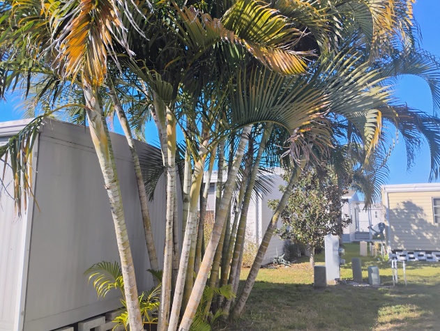 2550 State Rd 580, Lot 333, Clearwater, Florida 33761, 2 Bedrooms Bedrooms, ,1 BathroomBathrooms,55-Plus Mobile Home,For Sale,State Rd 580, Lot 333,4505