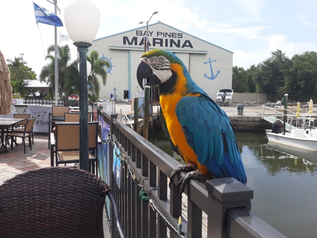 4841 92nd St N, St Petersburg, Florida 33708, 2 Bedrooms Bedrooms, ,1.5 BathroomsBathrooms,55-Plus Mobile Home,For Sale,92nd St N,4553