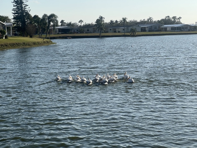 4211 Buena Vista Drive S, Ellenton, Florida 34222, 2 Bedrooms Bedrooms, ,2 BathroomsBathrooms,55-Plus Mobile Home,For Sale,Buena Vista Drive S,4608