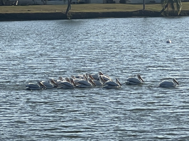 4211 Buena Vista Drive S, Ellenton, Florida 34222, 2 Bedrooms Bedrooms, ,2 BathroomsBathrooms,55-Plus Mobile Home,For Sale,Buena Vista Drive S,4608