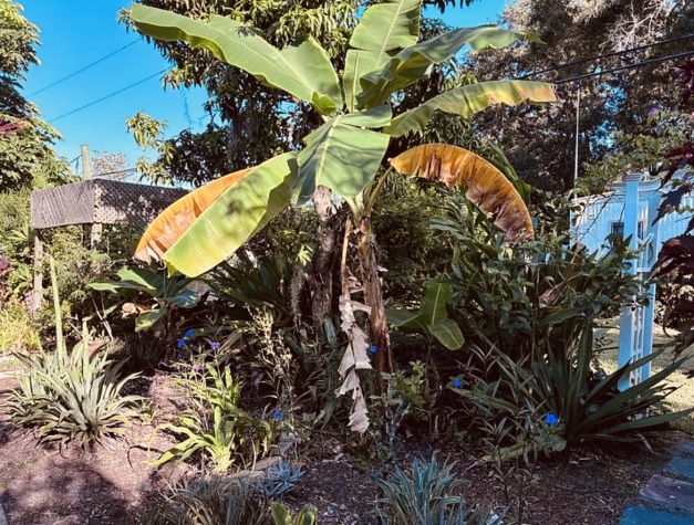 65 Lone Pine Ave, Dunedin, Florida 34698, 2 Bedrooms Bedrooms, ,2 BathroomsBathrooms,55-Plus Mobile Home,For Sale,Lone Pine Ave,4643