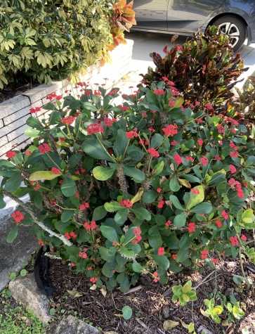 5449 Aylesbury Ln, Sarasota, Florida 34241, 2 Bedrooms Bedrooms, ,2 BathroomsBathrooms,55-Plus Mobile Home,For Sale,Aylesbury Ln,4673