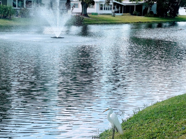 12100 Seminole Blvd, Lot 285, Largo, Florida 33778, 2 Bedrooms Bedrooms, ,2 BathroomsBathrooms,55-Plus Mobile Home,For Sale,Seminole Blvd, Lot 285,4709