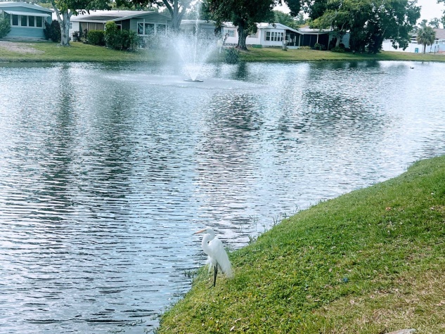 12100 Seminole Blvd, Lot 285, Largo, Florida 33778, 2 Bedrooms Bedrooms, ,2 BathroomsBathrooms,55-Plus Mobile Home,For Sale,Seminole Blvd, Lot 285,4709